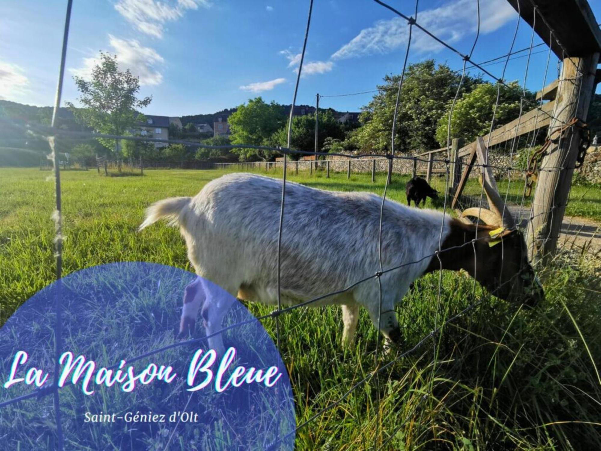 La Maison Bleue, Village Vacances, Piscine, Parking Saint-Geniez-dʼOlt Kültér fotó